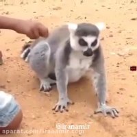 حیوانات محبت را میفهمند