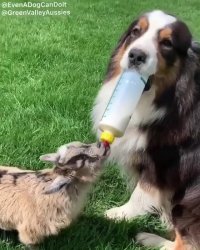 دوستی دیدنی