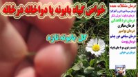 خواص گياه بابونه يا دواخانه درخانه