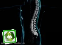 نحوه ی عملکرد ستون فقرات