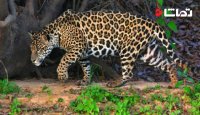 یک کلیپ متفاوت از حمله جگوار به سمت تمساح