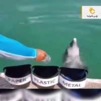 کلیپ جالب دلفین آموزش دیده که زباله‌ها را تفکیک می‌کند
