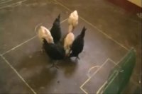 فوتبال مرغ به مناسبت گرانی مرغ