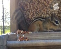 سنجاب ها اینطوری غذاشون رو نگه می دارند!