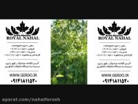 فروش بذر نهال گردو و فروش انواع نهال گردو 09141811520