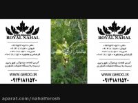 نهال گردو پیوندی و ژنوتیپ برتر,نهال گردو اصلاح شده 09141811520