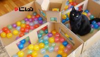 تفریح رویایی گربه ها!
