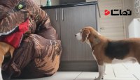 سرکار گذاشتن سگ ها با دایناسور پلاستیکی