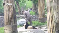 Watch: Playful giant panda can’t let zookeeper go