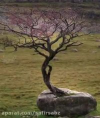 ‏درخت هایی که نخواستند بمیرند، حتی در بدترین شرایط