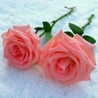 ویدیو موزیک ....گل لاله لاله