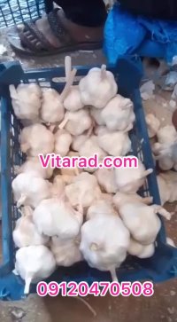 قیمت سیر سفید صادراتی همدان