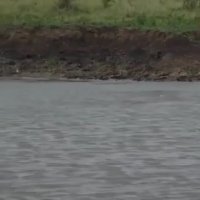 حمله تمساح به توله یوزپلنگ بی خبر!!