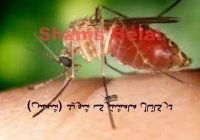 معلومات جالب در مورد زنبور گزیدگی و درمان خانگی