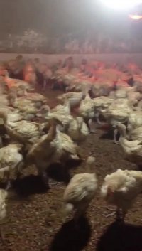 فروش جوجه بوقلمون