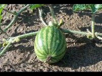 Watermelon Time Lapse.wmv