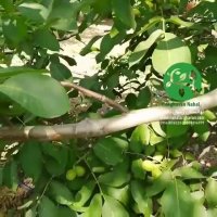 عملکرد و کیفیت محصول نهال گردو فرنور