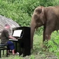 حالا اگر ایران بود فیل و نوازنده رو بازداشت می کردن !!!