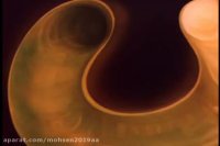 موش و گربه قسمت 52