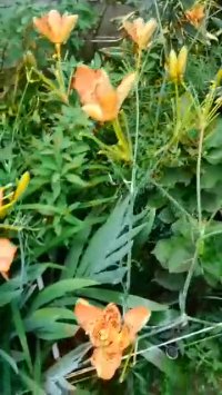 زنبق پلنگی ژاپنی در گلخانه ردبازار - رشت