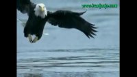 شکار ماهی توسط عقاب! صحنه های بسیار جالب!