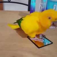 حرکات موزون طوطی خوشگل و بامزه