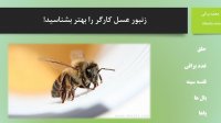 زنبور عسل کارگر را بهتر بشناسید!