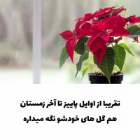 گل شب کریسمس