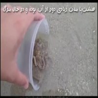 هشت پایی که توسط دوست داران طبیعت نجات یافت!