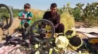 ابتکار جالب برای برداشت تخمە آفتابگردان!