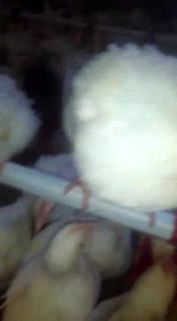 مشاوره وفروش جوجه وتخم