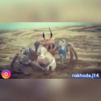 خرچنگشنیوکناخداجواد