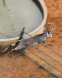 پرواز باورنکردنی گوزن