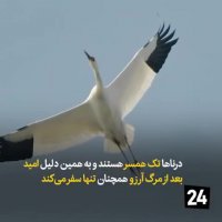 تک درنا سیبری در فریدونکار