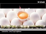 قیمت خرید جوجه یکروزه تخمگذار