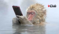 میمون هایی که مثل انسان ها به چشمه آب گرم می روند!