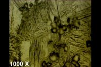 Metallography of titanium Ti- 6Al-4V cast in graphite.flv