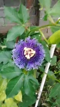 گل ساعتی فوق العاده زیبا در  گلخانه ردبازار - رشت