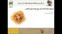 عرضه ی تخم مرغ نطفه دار برای جوجه کشی در سایت juje.ir