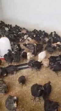 فروش جوجه 1ماهه کامل اصل بلک استار و پلیموتراک09121986651و09123968671