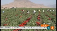 برداشت گوجه فرنگی و تولید رب گوجه فارس