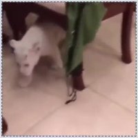 حراج حیوانات وحشی در فضای مجازی