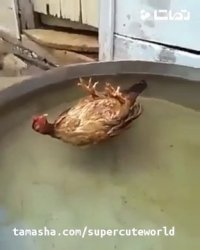 خوابیدن عجیب و غریب مرغ بامزه