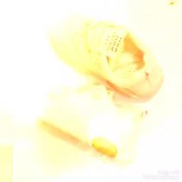 فروش عمده کفش اسپرت خارجی