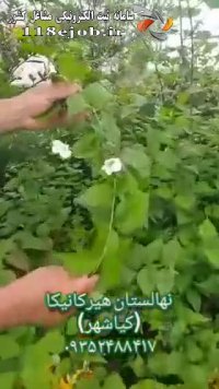 نهالستان هیرکانیکا در بندر کیاشهر