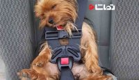 کمربند ایمنی مخصوص سگ ها