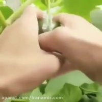 خیار این شکلی دیده بودین تا حالا؟