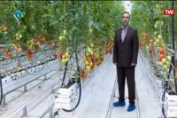 آتاویتا تولیدکننده گوجه فرنگی گلخانه ای بر اساس استانداردهای محیط زیست
