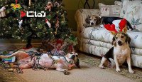 شیرین کاری سگ ها در کریسمس