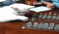 آخر و عاقبت بازی شطرنج با گربه